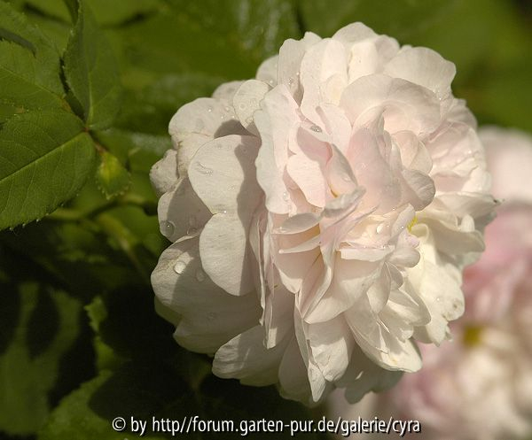Duchesse de Montebello 2919