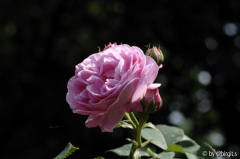 La Reine Viktoria