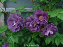 Rhapsody in Blue ältere Blüten