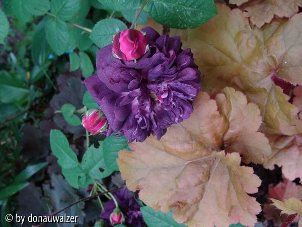 Cardinal Richelieu mit Heuchera Amber Waves