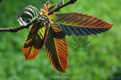 Castanea sativa 'Anny's Summer Red'