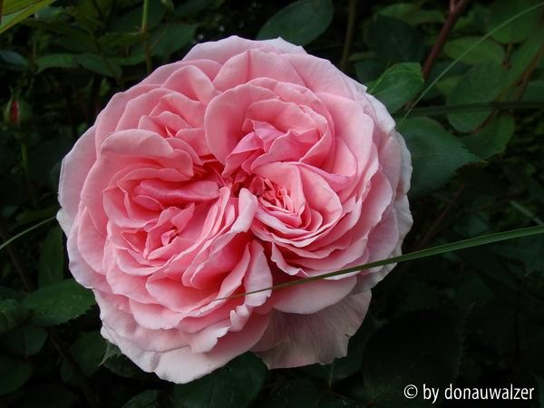 Brother Cadfael - riesige Blüten - jedoch regenempfindlich