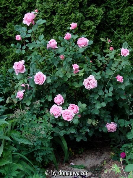 Brother Cadfael 080603