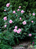 Brother Cadfael 080603