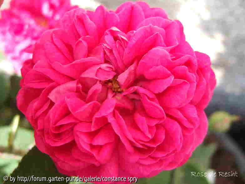 Rose de Resht