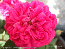 Rose de Resht
