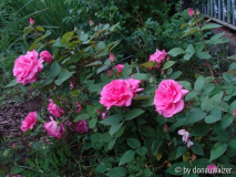 Zephirine Drouhin