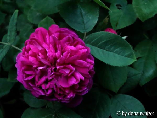 Rose de Resht - Einzelblüte