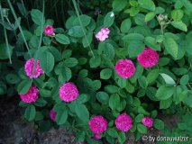Rose de Resht