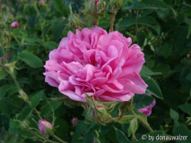Celsiana Einzelblüte