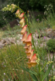 Digitalis obsc. x grand.