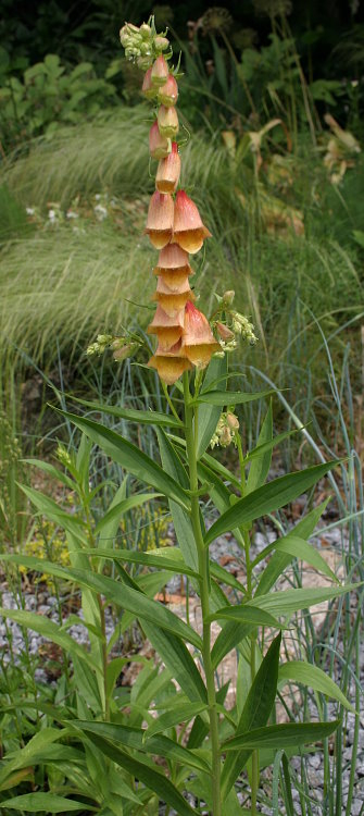 Digitalis obsc. x grand-Habitus