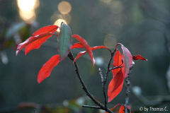 Stranvaesia Herbstfärbung