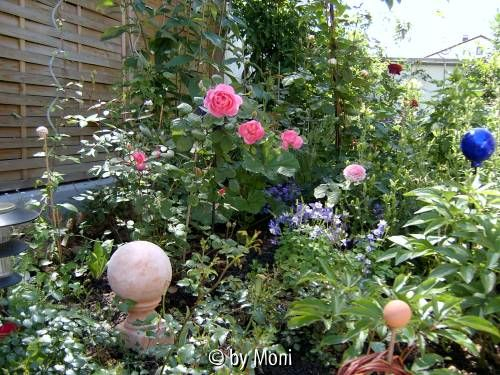 Hinterhof-Beet Ende Mai 2005