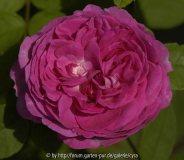 RdV pink 2. Blüte