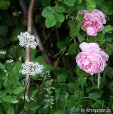 constance spry mit giersch