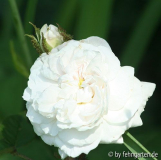 blanche moreau