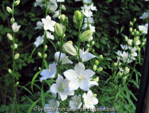 Campanula latiloba
