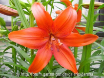 Lilium Terra
