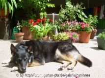 Der Gartenwächter