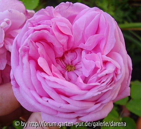 unbekannte Rose mit Knopfauge