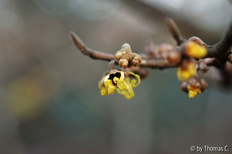 Hamamelisblüte