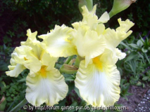 Iris Big Dipper