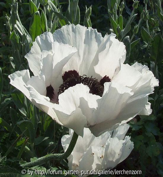 Orientmohn (Papaver orientale) 
