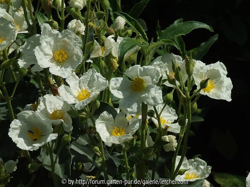 Lorbeerblatt-Zistrose (Cistus laurifolius)