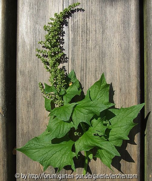 Guter Heinrich (Chenopodium bonus-henricus)