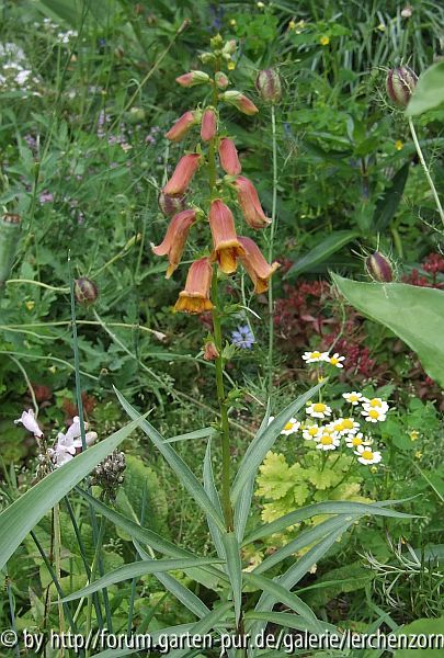 Digitalis obscura