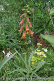 Digitalis obscura