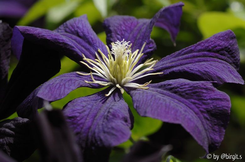 Etoile Violette II