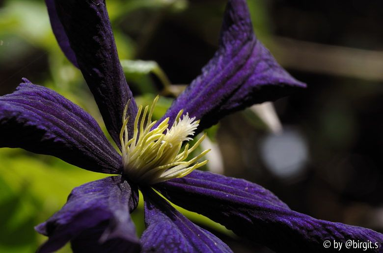 Etoile Violette III