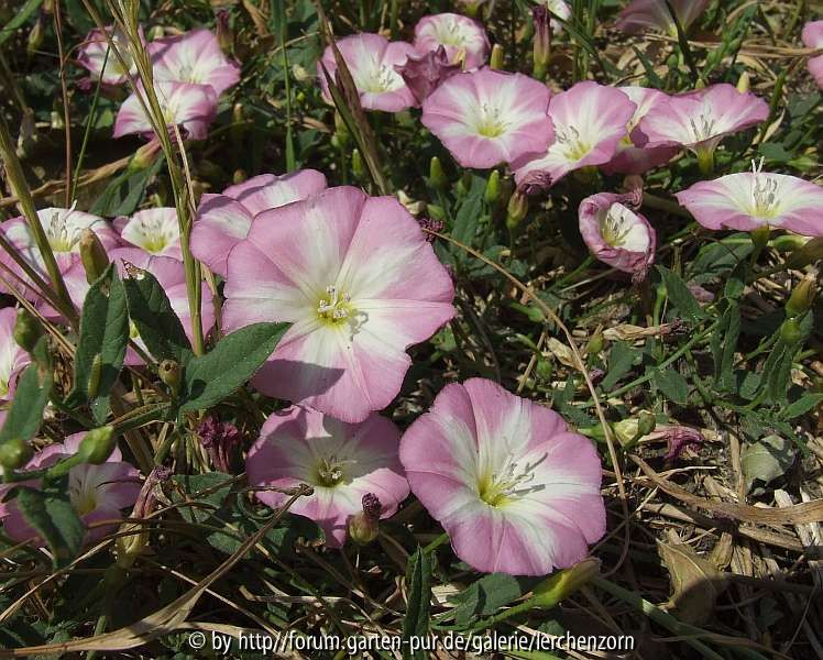 Ackerwinde (Convolvulus arvensis)