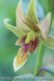 EpipactusIMG_2388jpg.jpg