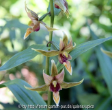 EpipactusIMG_2384ajpg.jpg