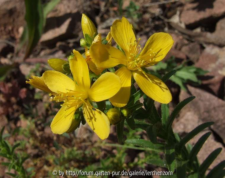 Hypericum orientale