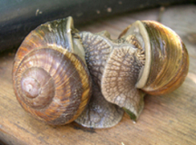 Schneckenliebe.jpg