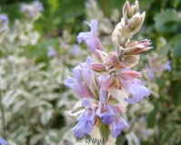 salvia2.jpg