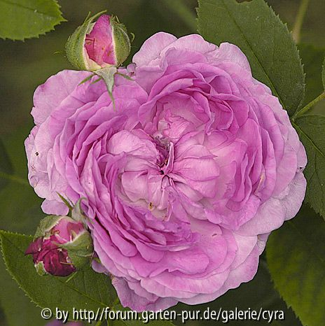 RdVp 3485