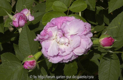 RdVp-abblühend-2993