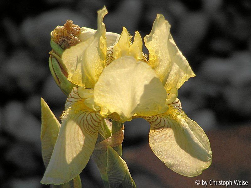unbekannte Iris
