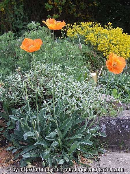 Marokkomohn (Papaver atlanticum)