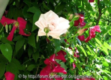 Clematis Mme Julia Correvon mit Rosa New Dawn