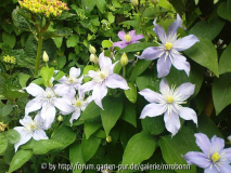 clematis justa 8.jpg