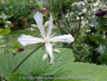 clematis duftend.jpg