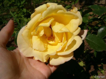Fundrose1-Blüte