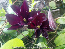 clematis blau 2.jpg