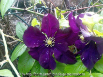 clematis blau 1.jpg